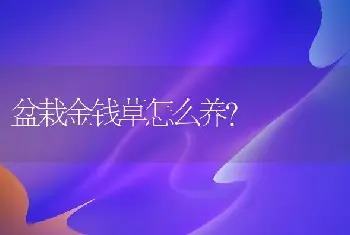 盆栽金钱草怎么养？