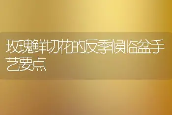 玫瑰鲜切花的反季候临盆手艺要点