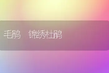 毛鹃 锦绣杜鹃