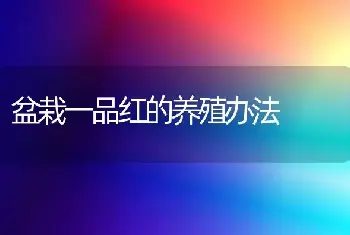 盆栽一品红的养殖办法