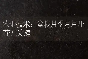 盆栽月季的苗木滋生栽培手艺