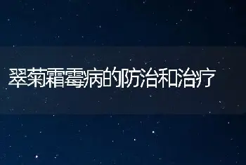 翠菊霜霉病的防治和治疗