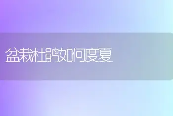 盆栽杜鹃如何度夏