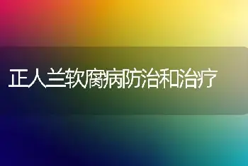 正人兰软腐病防治和治疗