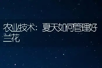 农业技术:夏天如何管理好兰花