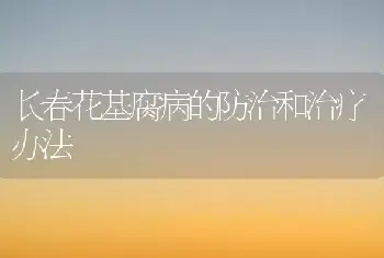 长春花基腐病的防治和治疗办法