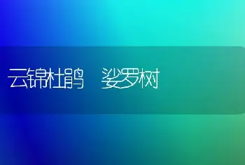 云锦杜鹃 娑罗树