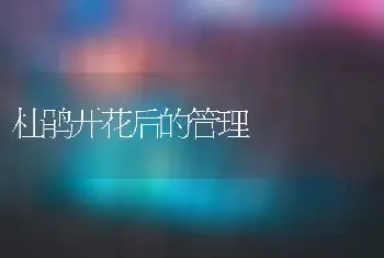 杜鹃开花后的管理