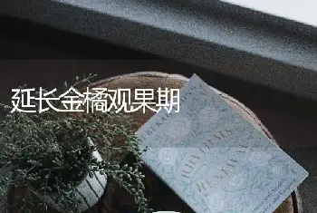 延长金橘观果期