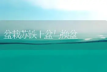 盆栽苏铁上盆与换盆