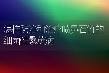 怎样防治和治疗喷鼻石竹的细菌性繁茂病