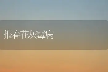 报春花灰霉病