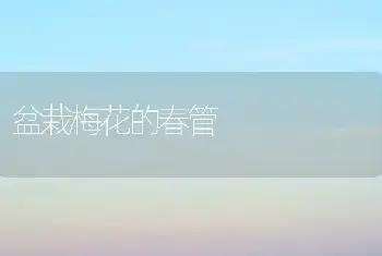 盆栽梅花的春管