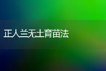 正人兰无土育苗法