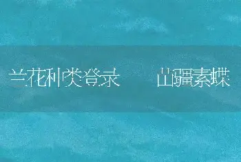 兰花种类登录――苗疆素蝶