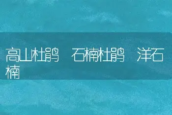 高山杜鹃 石楠杜鹃 洋石楠