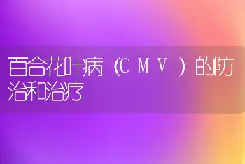 百合花叶病（CMV）的防治和治疗