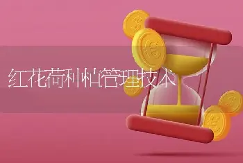 雏菊（DALSY）的养殖对策