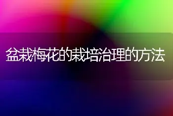 盆栽梅花的栽培治理的方法