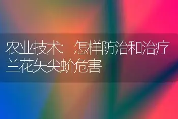 农业技术:怎样防治和治疗兰花矢尖蚧危害