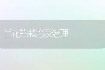 兰花的栽培及治理