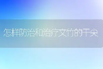 怎样防治和治疗文竹的干尖