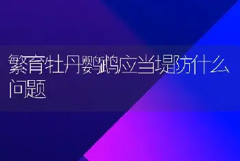 繁育牡丹鹦鹉应当堤防什么问题