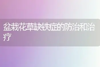 盆栽花草缺铁症的防治和治疗