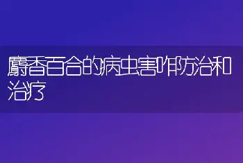 麝香百合的病虫害咋防治和治疗