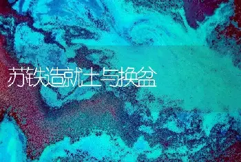 苏铁造就土与换盆