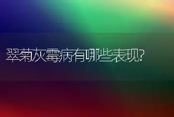 翠菊灰霉病有哪些表现?