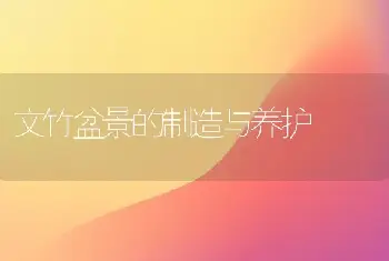 文竹盆景的制造与养护