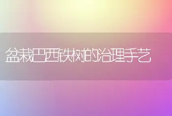 盆栽巴西铁树的治理手艺