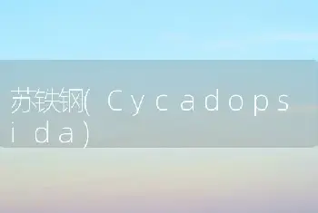 苏铁钢(Cycadopsida)