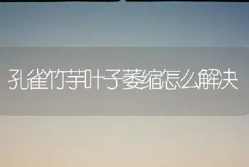 孔雀竹芋叶子萎缩怎么解决