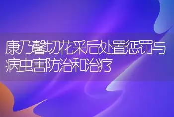 康乃馨切花采后处置惩罚与病虫害防治和治疗