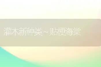 灌木新种类～贴梗海棠