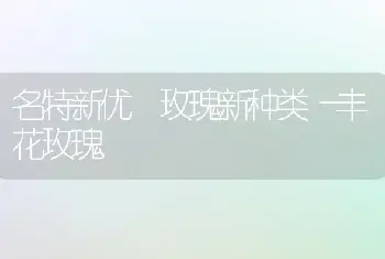 名特新优 玫瑰新种类―丰花玫瑰