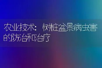 农业技术:树桩盆景病虫害的防治和治疗