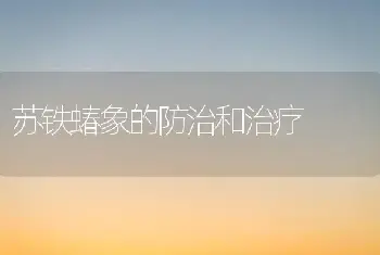 苏铁蝽象的防治和治疗