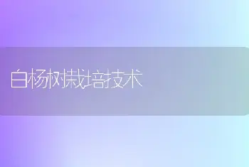 白杨树栽培技术