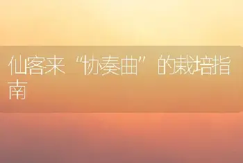 仙客来“协奏曲”的栽培指南