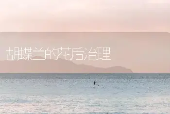 胡蝶兰的花后治理