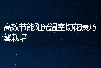 高效节能阳光温室切花康乃馨栽培