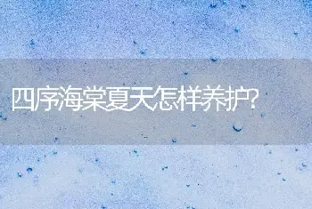 四序海棠夏天怎样养护?