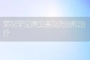 菊花罕见病虫害及防治和治疗