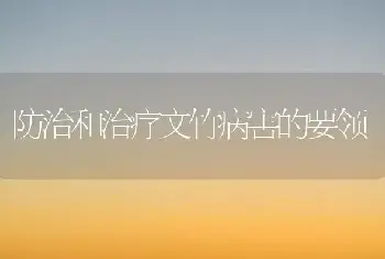 防治和治疗文竹病害的要领