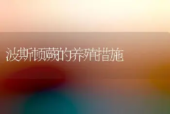 波斯顿蕨的养殖措施