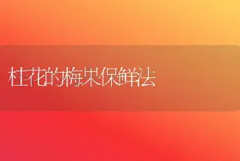 桂花的梅果保鲜法