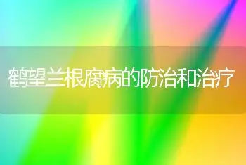 鹤望兰根腐病的防治和治疗